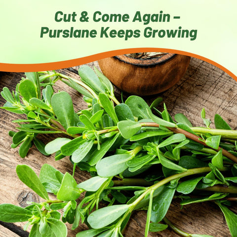 Outsidepride Green Purslane leaves close-up showing succulent texture.