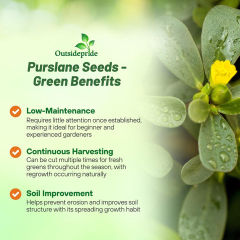 Outsidepride Green Purslane seeds in a garden bed setting for vibrant greenery.