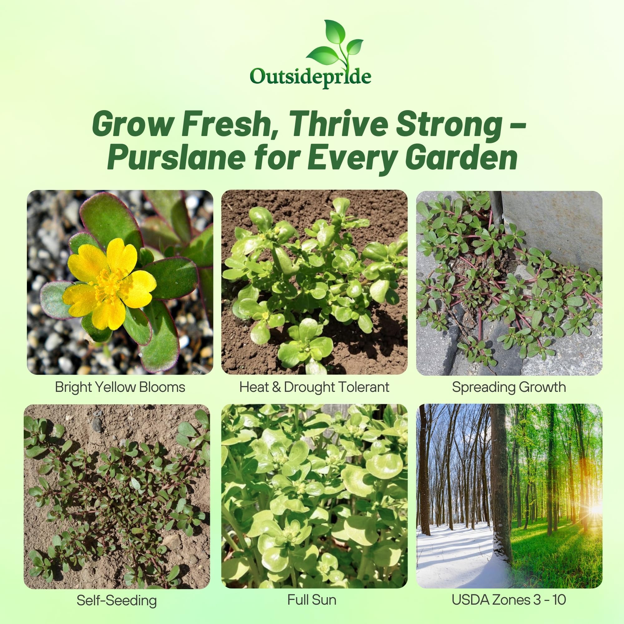 Outsidepride Green Purslane seeds package ready for easy home gardening.