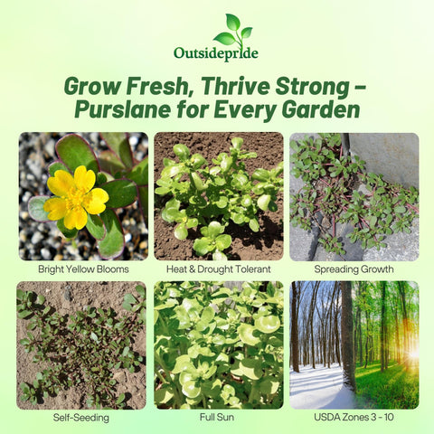 Outsidepride Green Purslane seeds package ready for easy home gardening.
