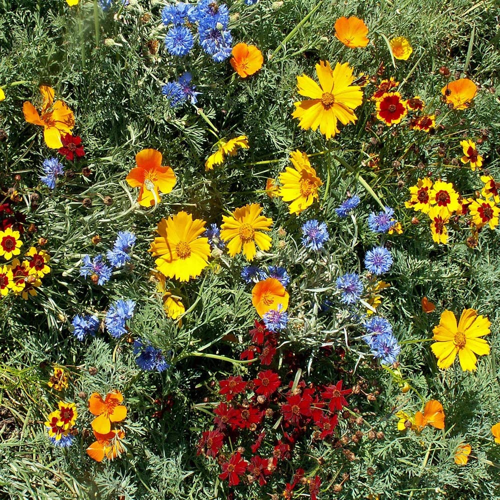 Outsidepride Gulf Coast wildflower seed mix Four O'Clock adds evening color.