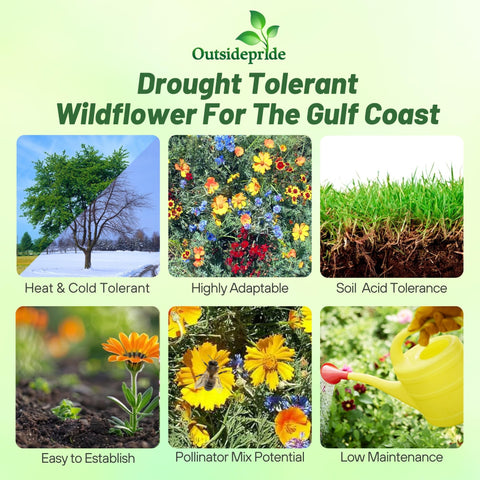 Outsidepride Gulf Coast wildflower seed mix in full bloom enhances pollinator-friendly borders.