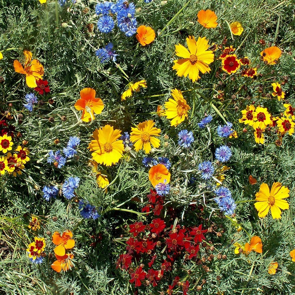 Outsidepride Gulf Coast wildflower seed mix full sun partial shade adapts to Gulf climates.