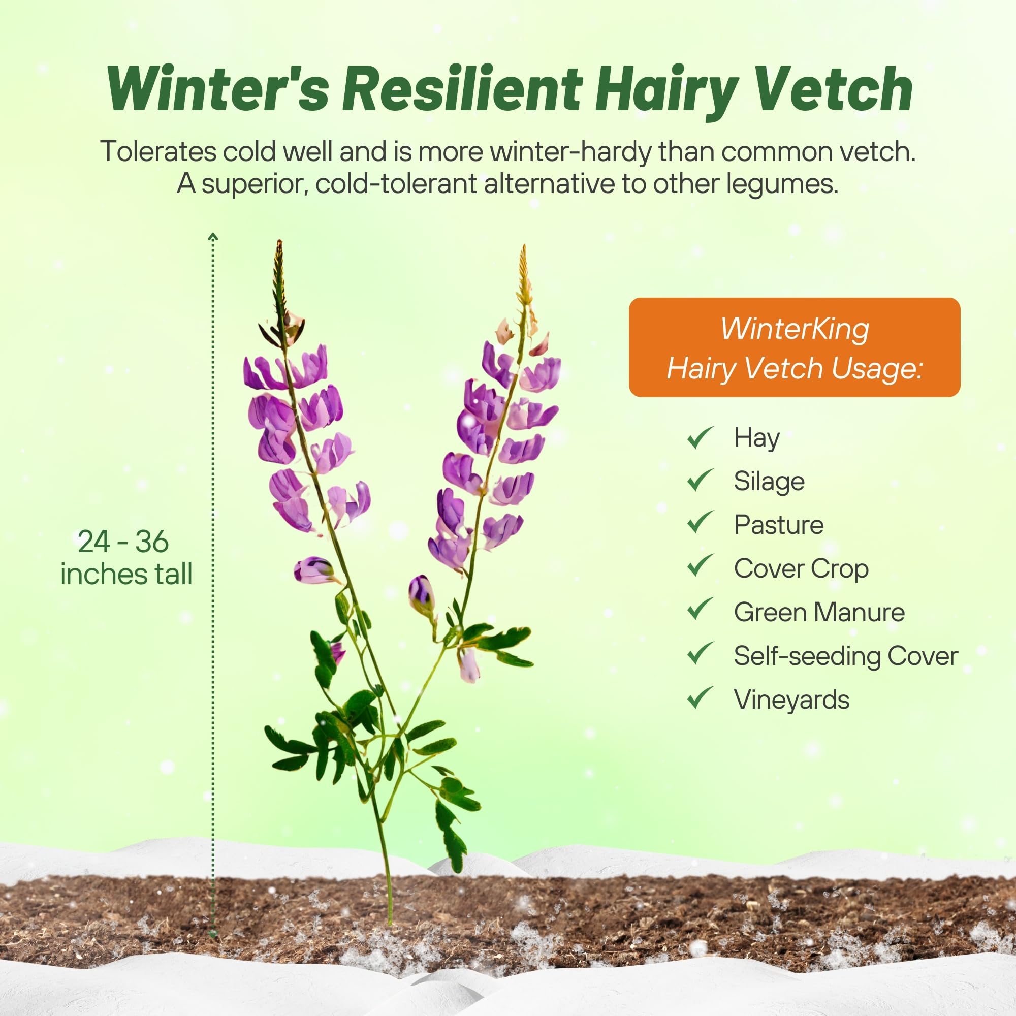 Deep taproot supports soil structure and aeration in a winter-hardy cover crop.