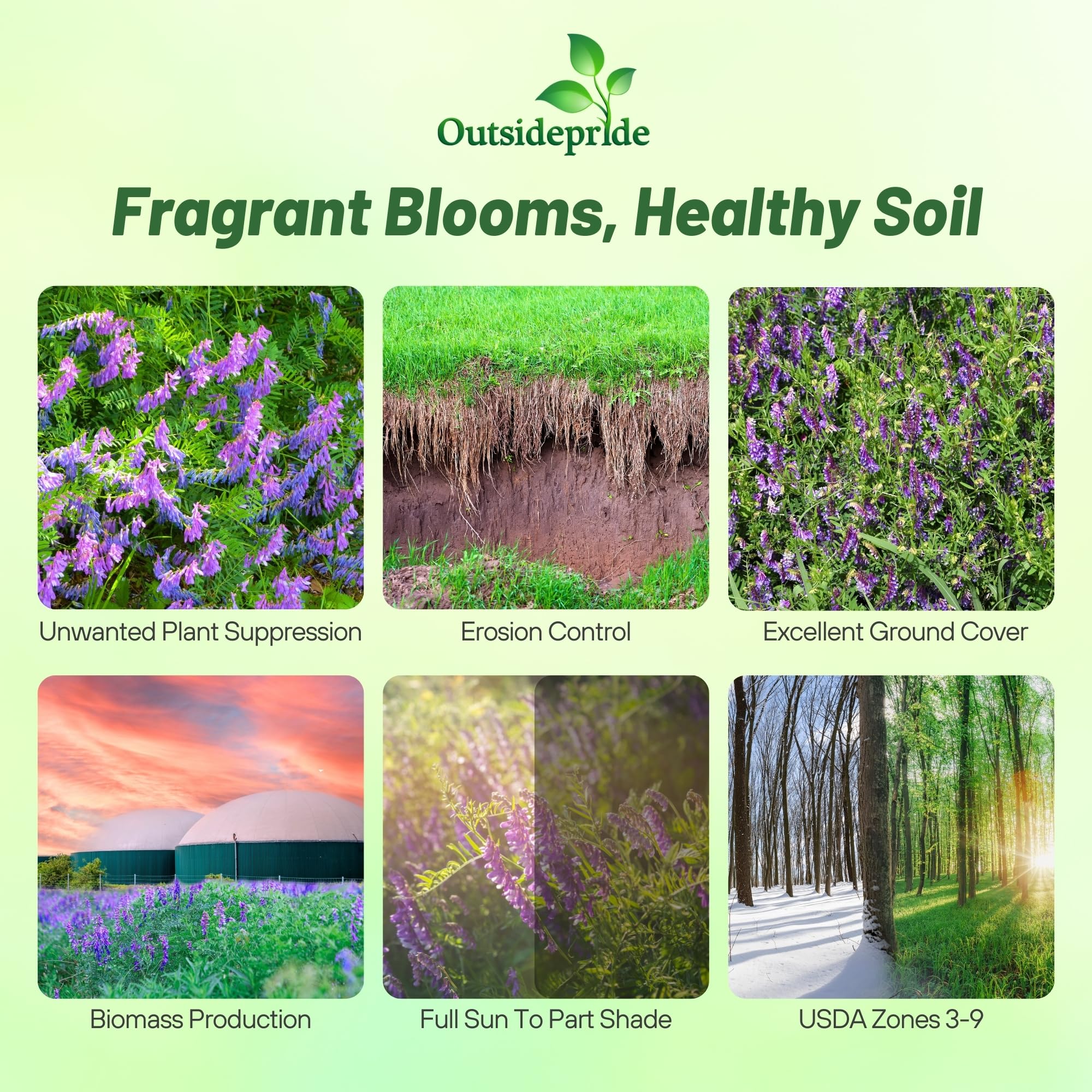 Outsidepride Hairy Vetch in bloom attracts pollinators for a healthier garden.