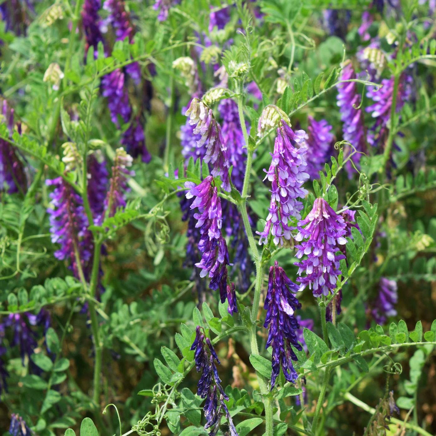 Outsidepride Hairy Vetch ground cover for erosion control and soil health.
