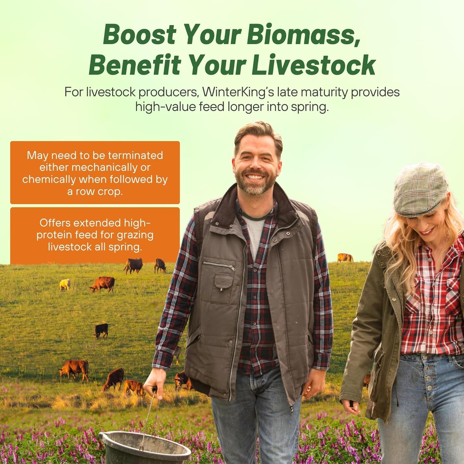 Outsidepride Hairy Vetch as pasture forage and livestock feed option.