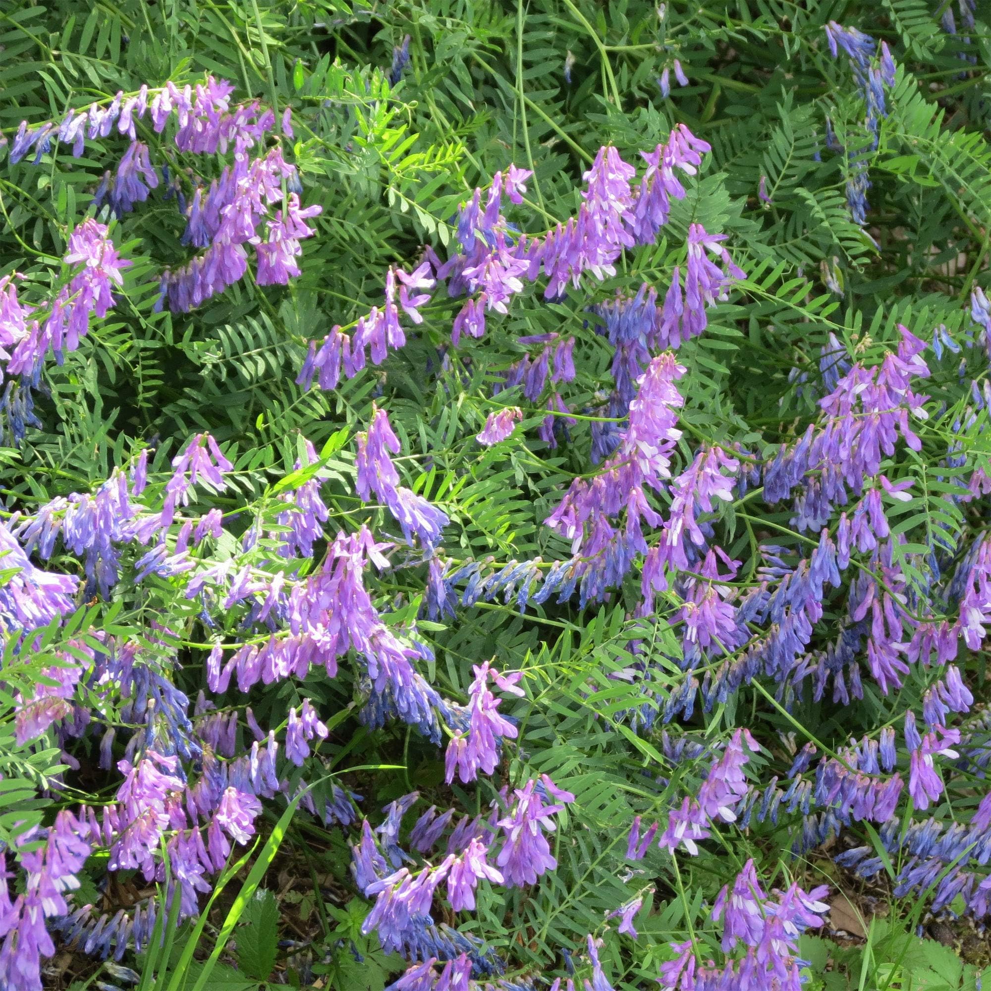 Outsidepride Hairy Vetch improves soil structure and erosion control in beds.