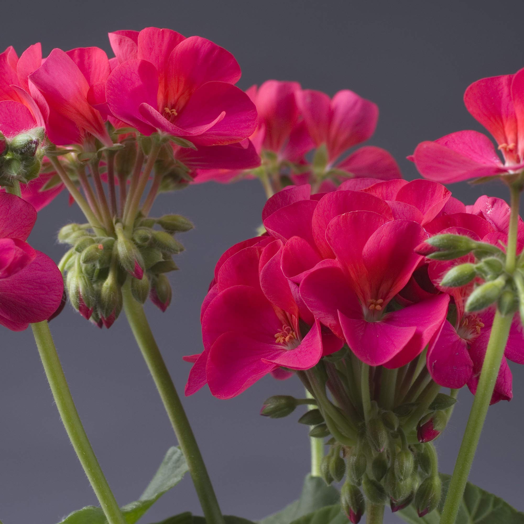 Outsidepride heat- and drought-tolerant geranium seeds for tough summers