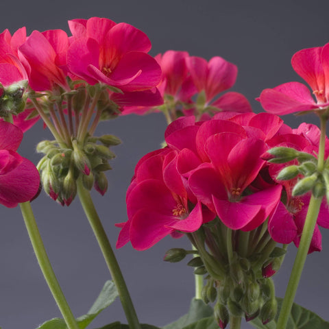 Outsidepride heat- and drought-tolerant geranium seeds for tough summers