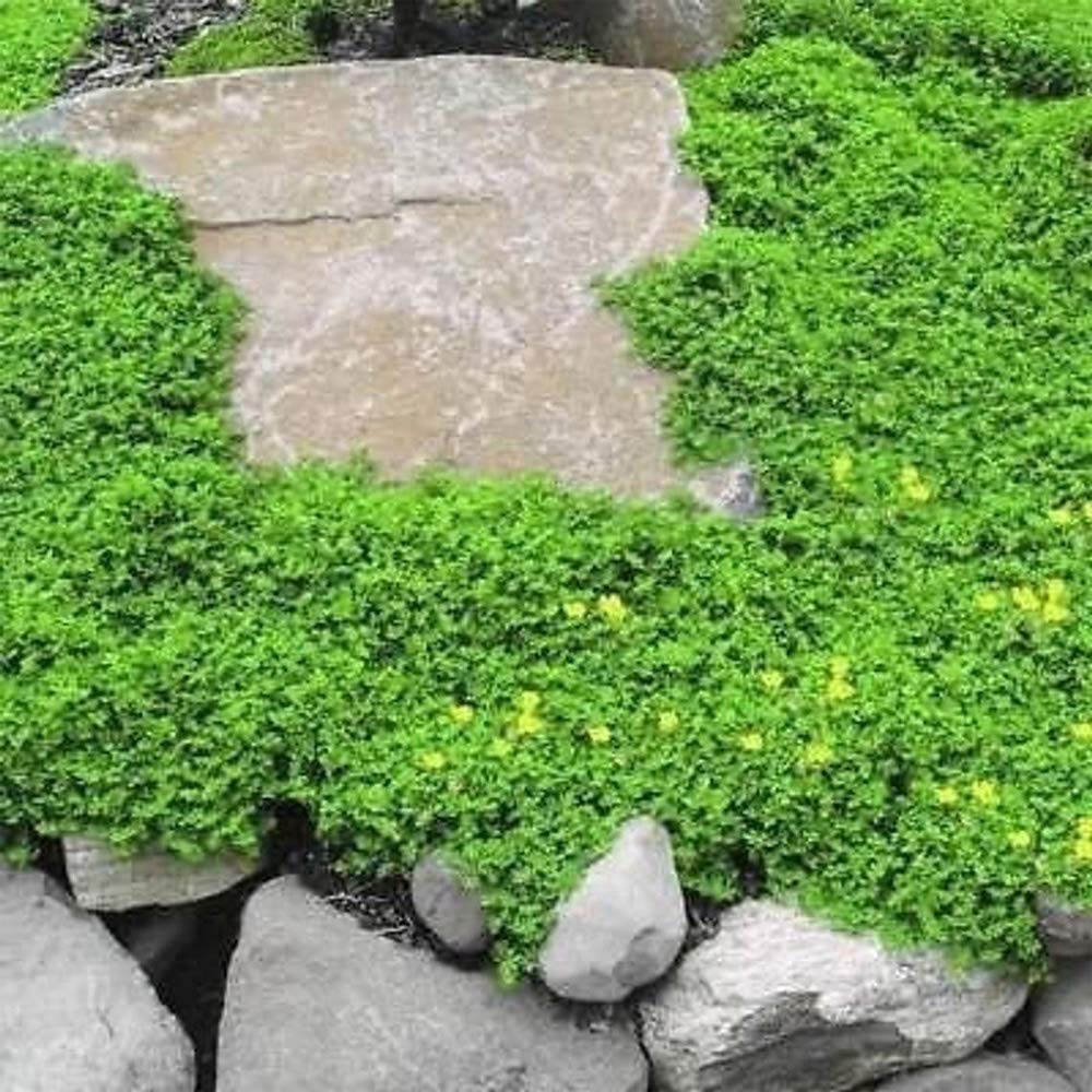 Outsidepride Mature Herniaria glabra ground cover between paving