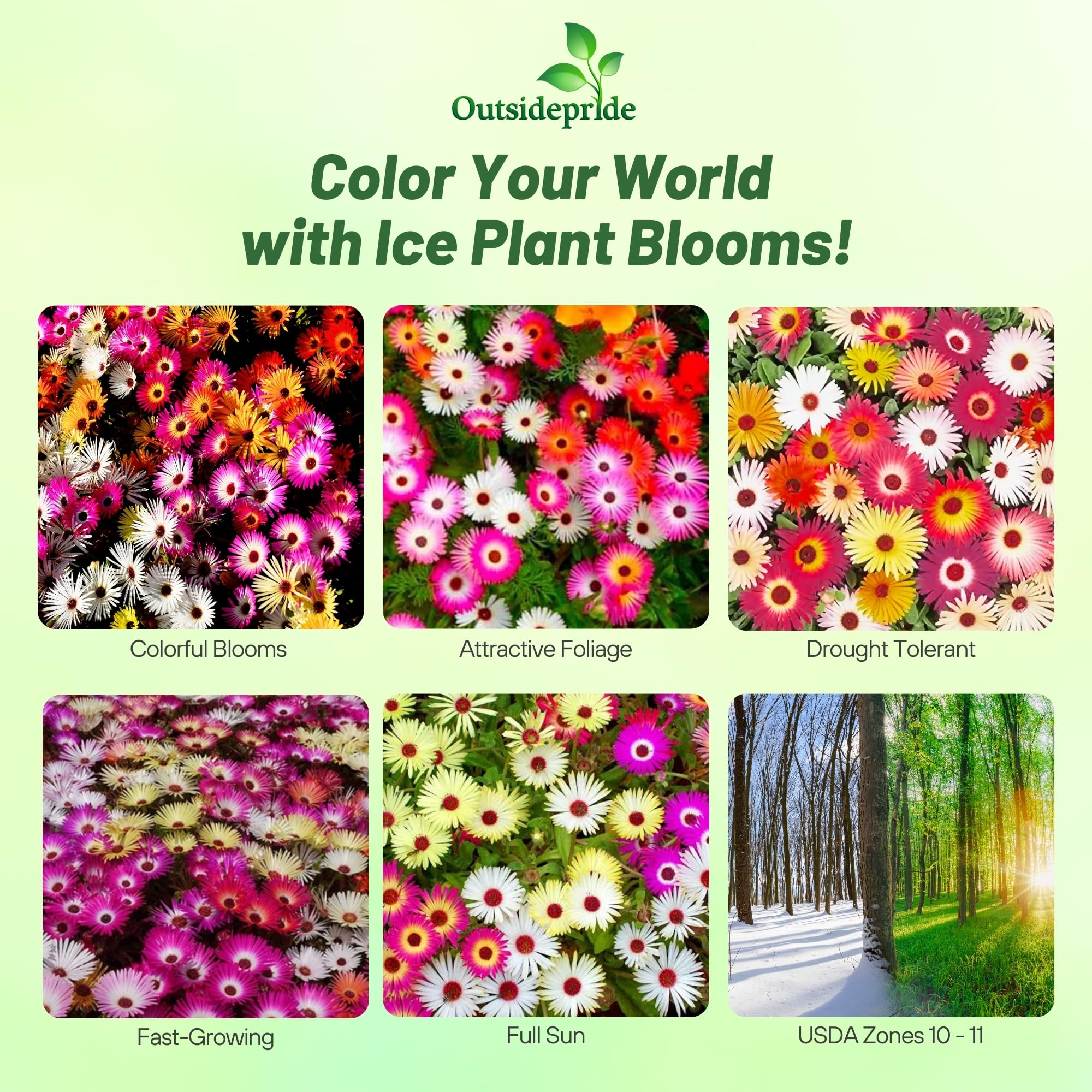 Outsidepride ice plant ground cover offers a dense carpet bloom for rock gardens.