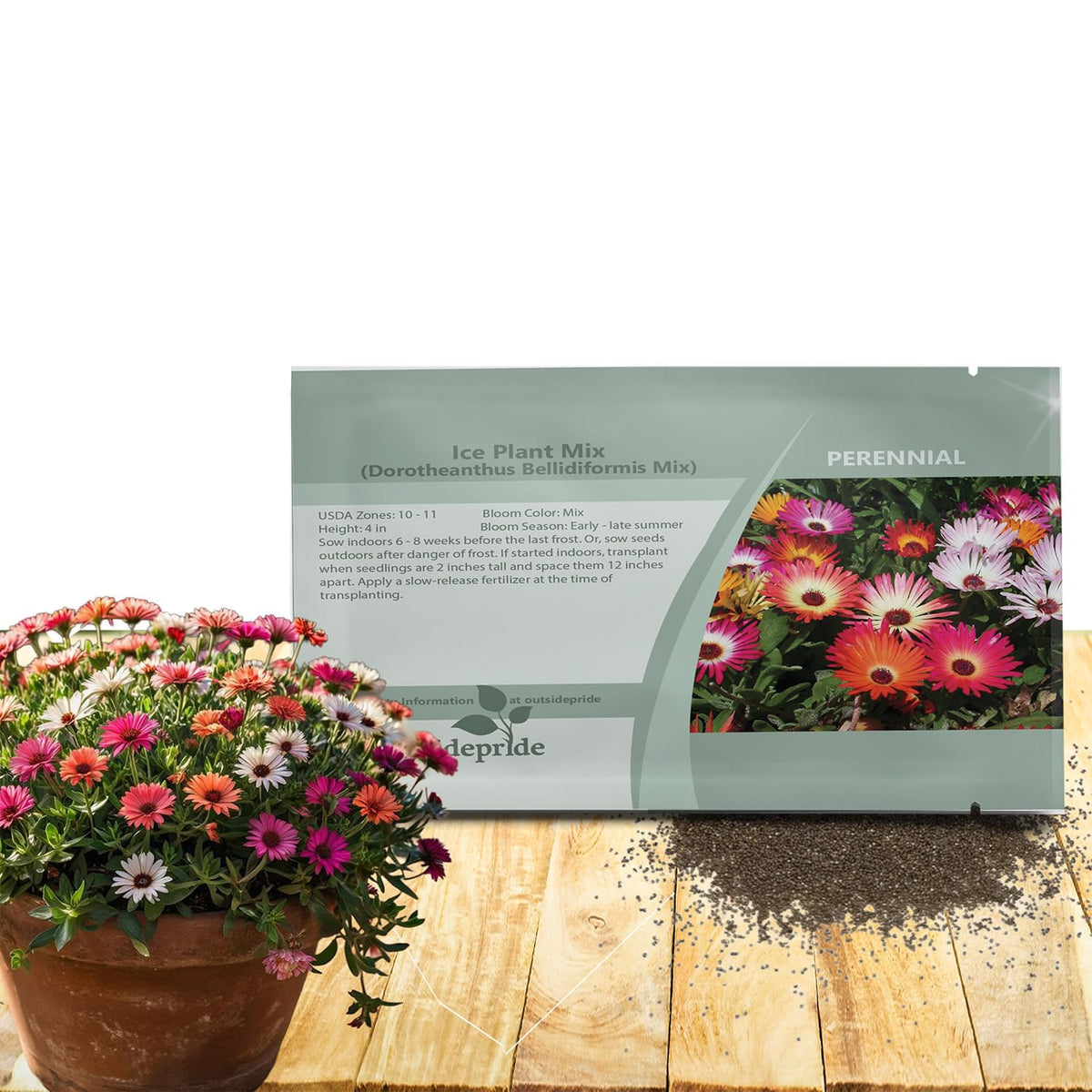 Outsidepride Ice Plant Mix Seeds form a vibrant bloom carpet for sunny borders.