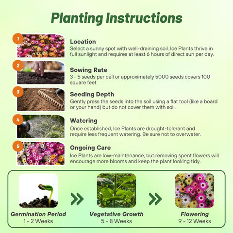 Outsidepride Ice Plant Mix Seeds shown in a container planting with trailing blooms.