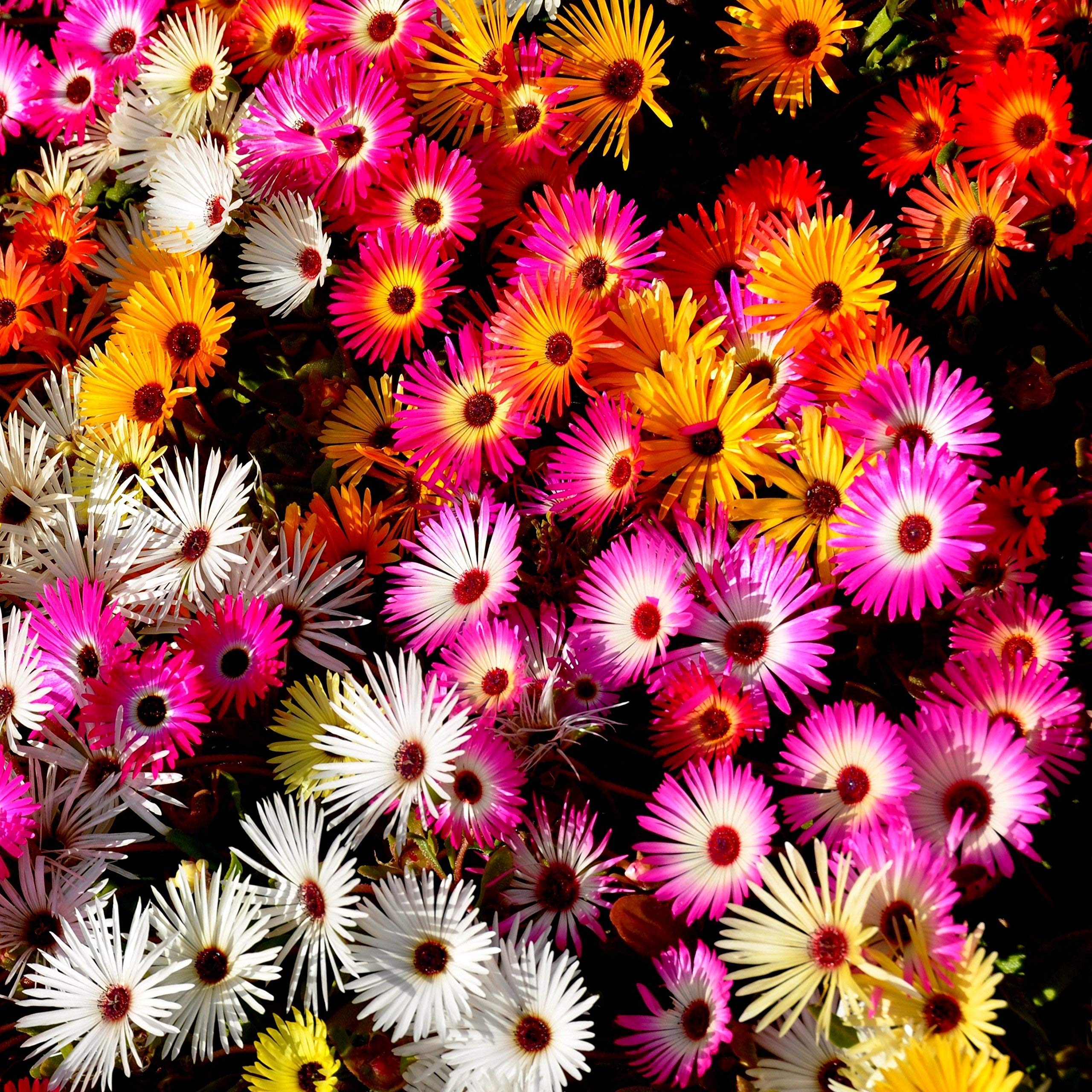 Outsidepride Ice Plant Mix Seeds reduce deer browsing in wildlife-prone landscapes.