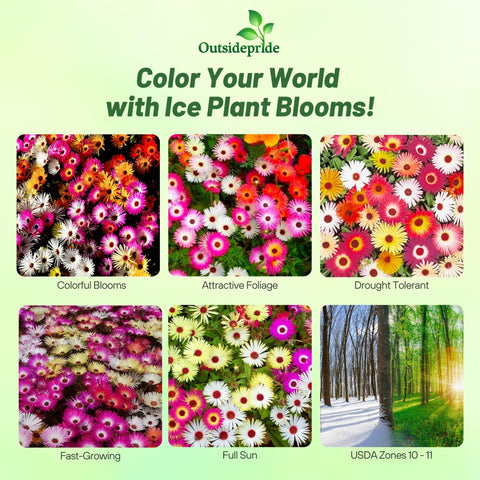 Outsidepride Ice Plant Mix Seeds drought-tolerant blooms ideal for xeriscapes.