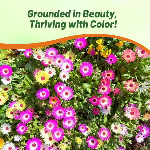 Outsidepride Ice Plant Mix Seeds attract pollinators with extended summer blossoms.