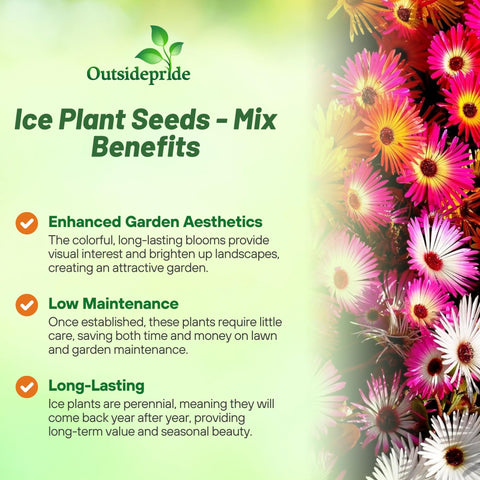 Outsidepride Ice Plant Mix Seeds create a low-growing sun-loving bed with color.