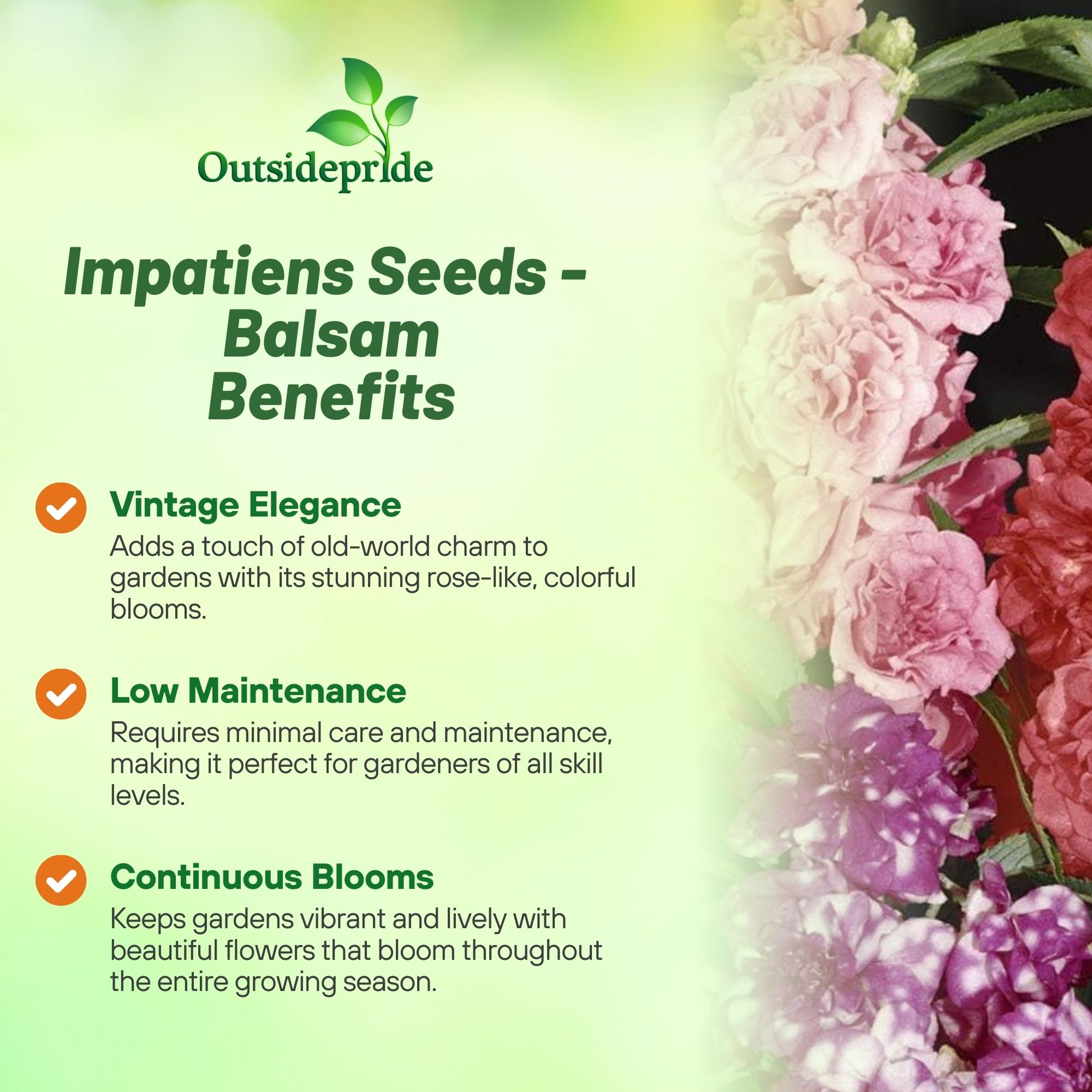 Outsidepride impatiens bloom plants brighten containers and borders.