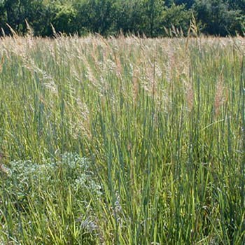 Outsidepride Indian Native Grass Seed for prairie landscaping and soil erosion control.