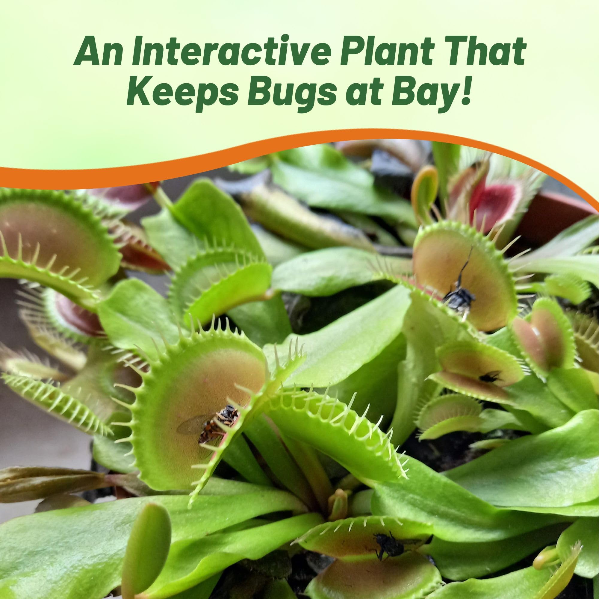 Outsidepride Venus Flytrap indoor pot arrangement on a sunny windowsill