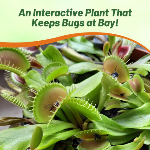 Outsidepride Venus Flytrap indoor pot arrangement on a sunny windowsill