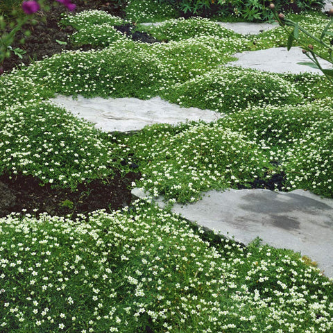 Outsidepride Irish Moss-between-stones fills gaps for a seamless look.