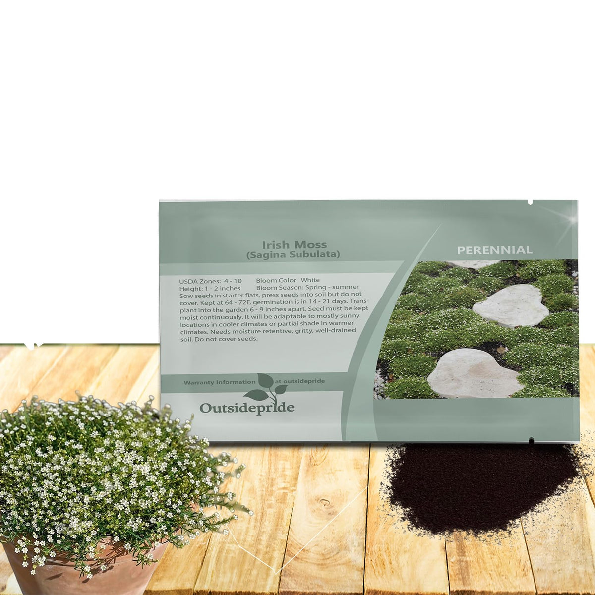 Outsidepride Irish Moss seeds form dense mat ideal for shade gardens.
