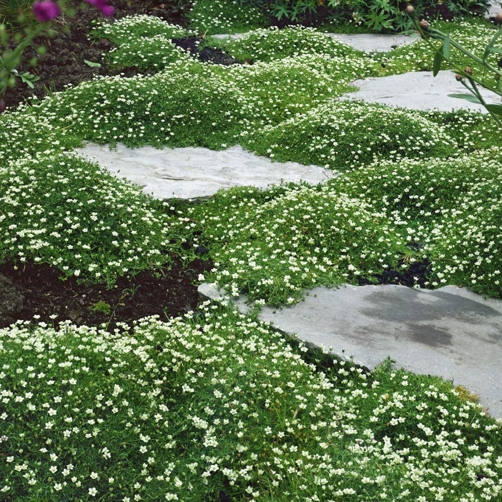 Outsidepride Irish Moss is a low-growing lawn alternative for lawns.