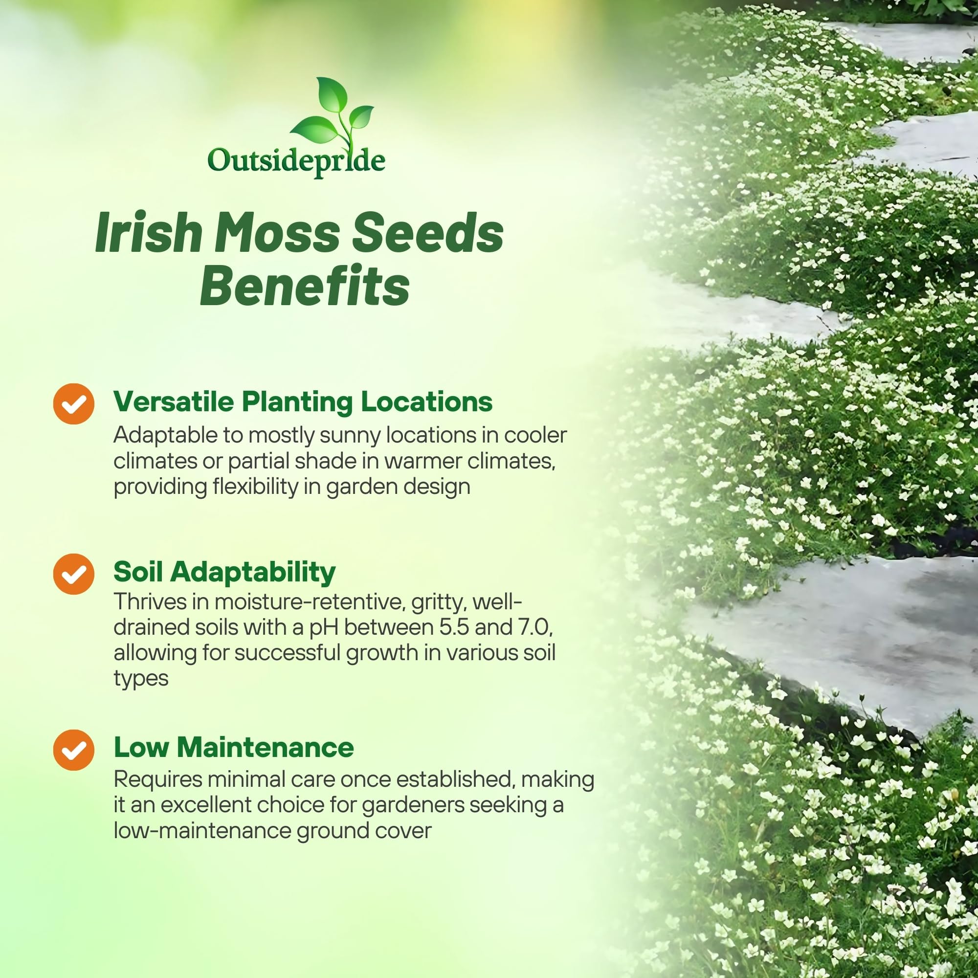 Outsidepride Irish Moss mat-forming cover suitable for borders and edges.