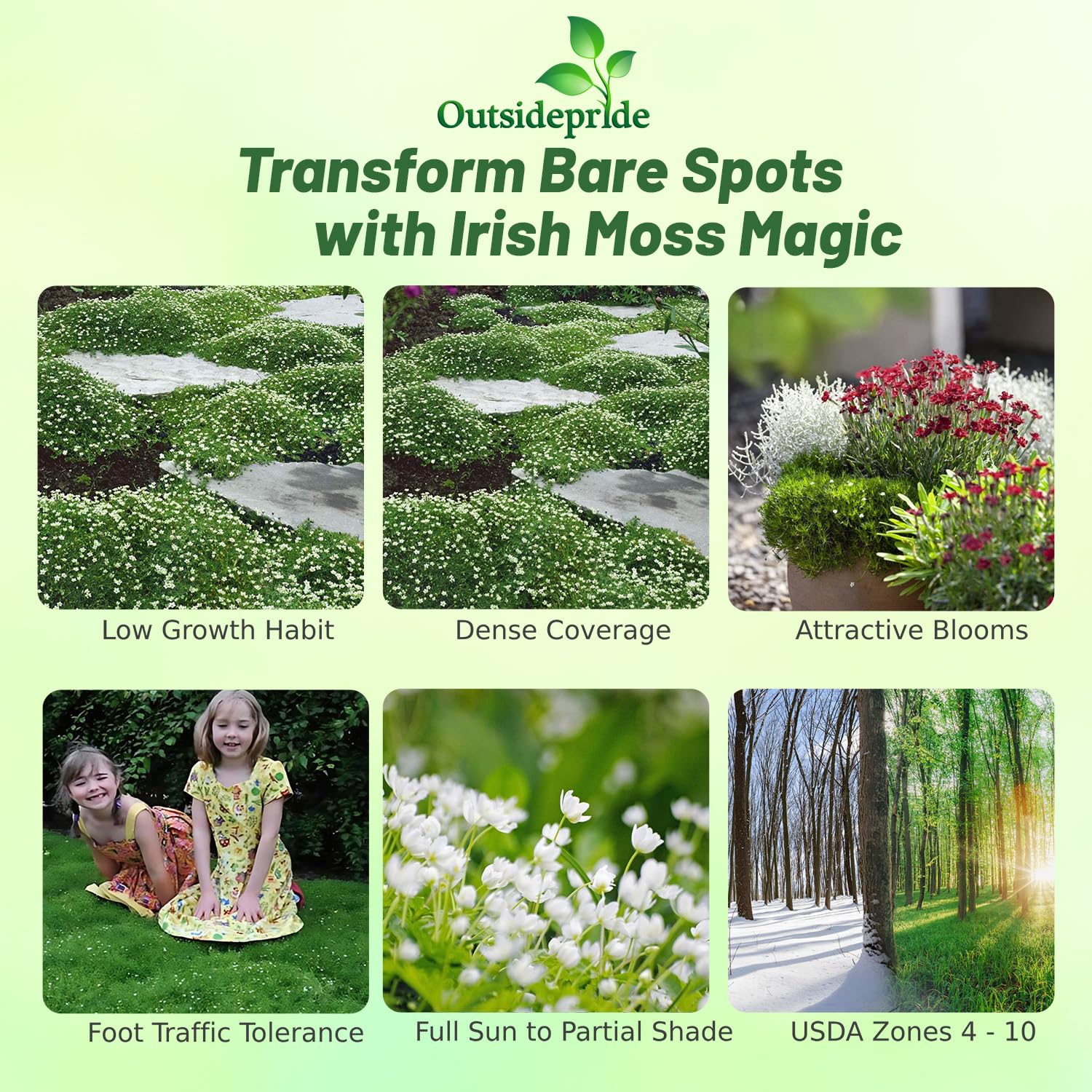 Outsidepride Irish Moss lawn-alternative creates a low, 1-2 inch mat for mossy pathways.