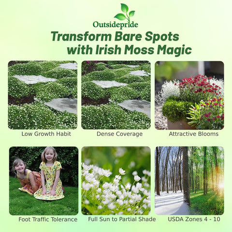 Outsidepride Irish Moss lawn-alternative creates a low, 1-2 inch mat for mossy pathways.
