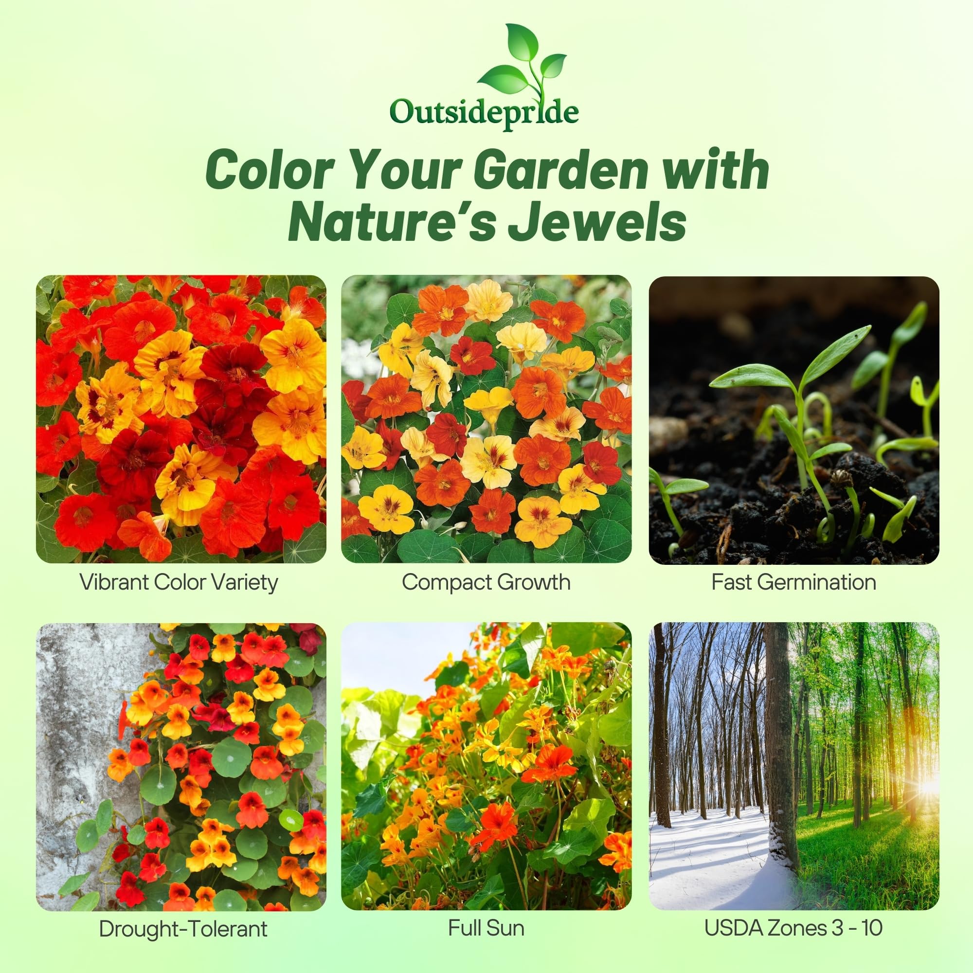 Outsidepride Jewel Mix Nasturtium border plants form compact mounds for tidy ground cover
