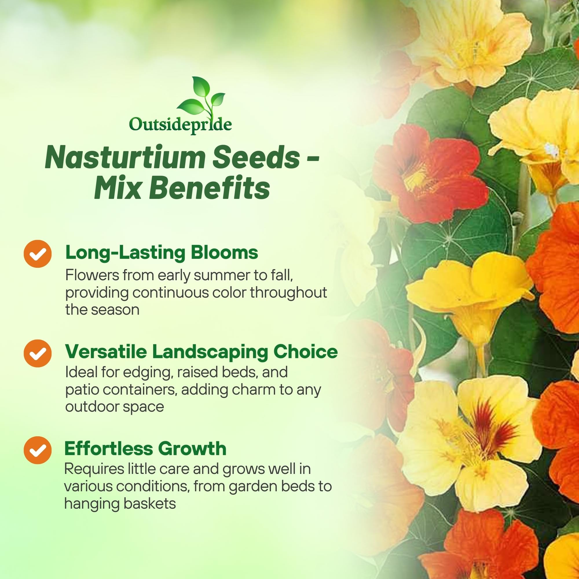 Outsidepride Jewel Mix Nasturtium container garden with vivid flowers