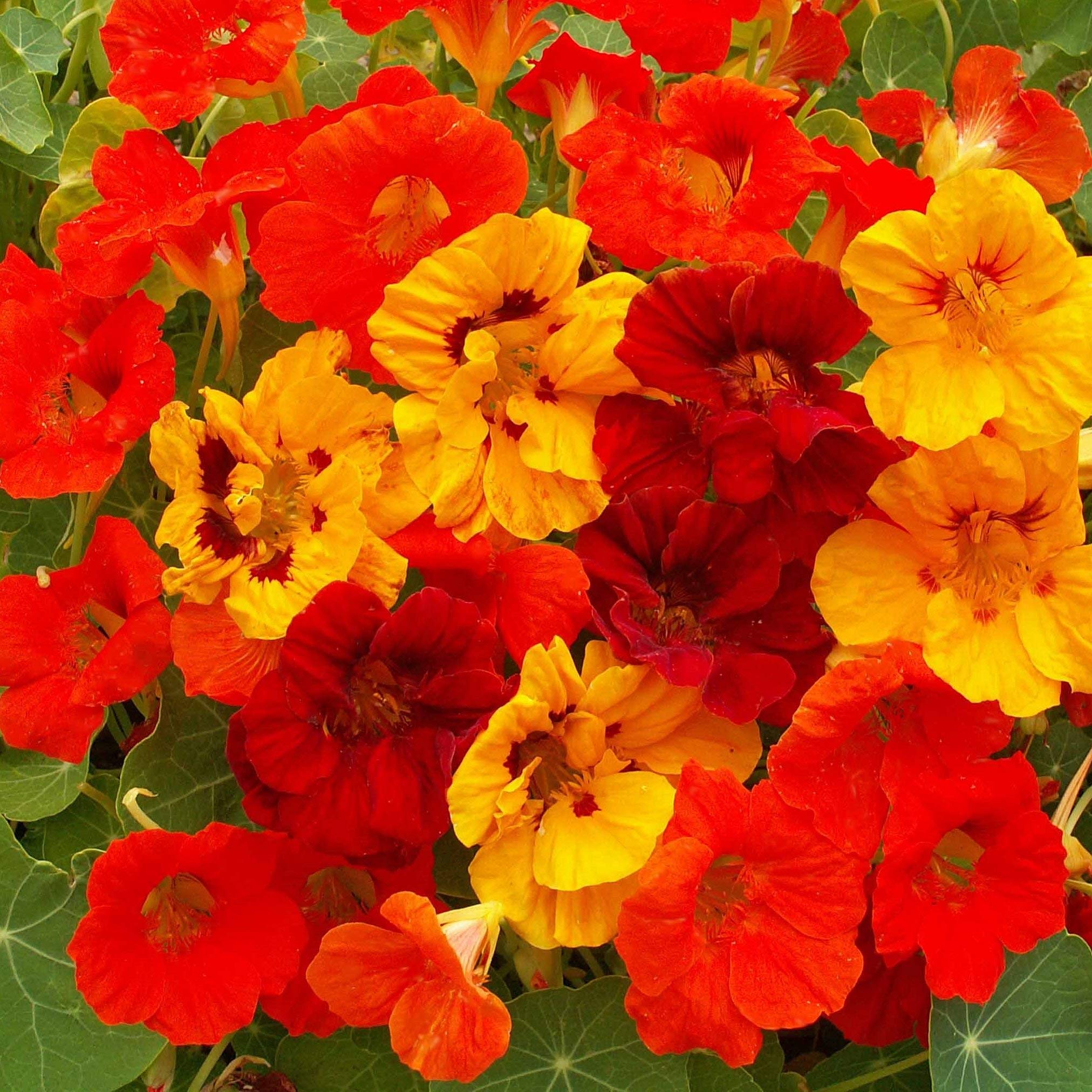 Outsidepride Jewel Mix Nasturtium attracts pollinators in garden beds