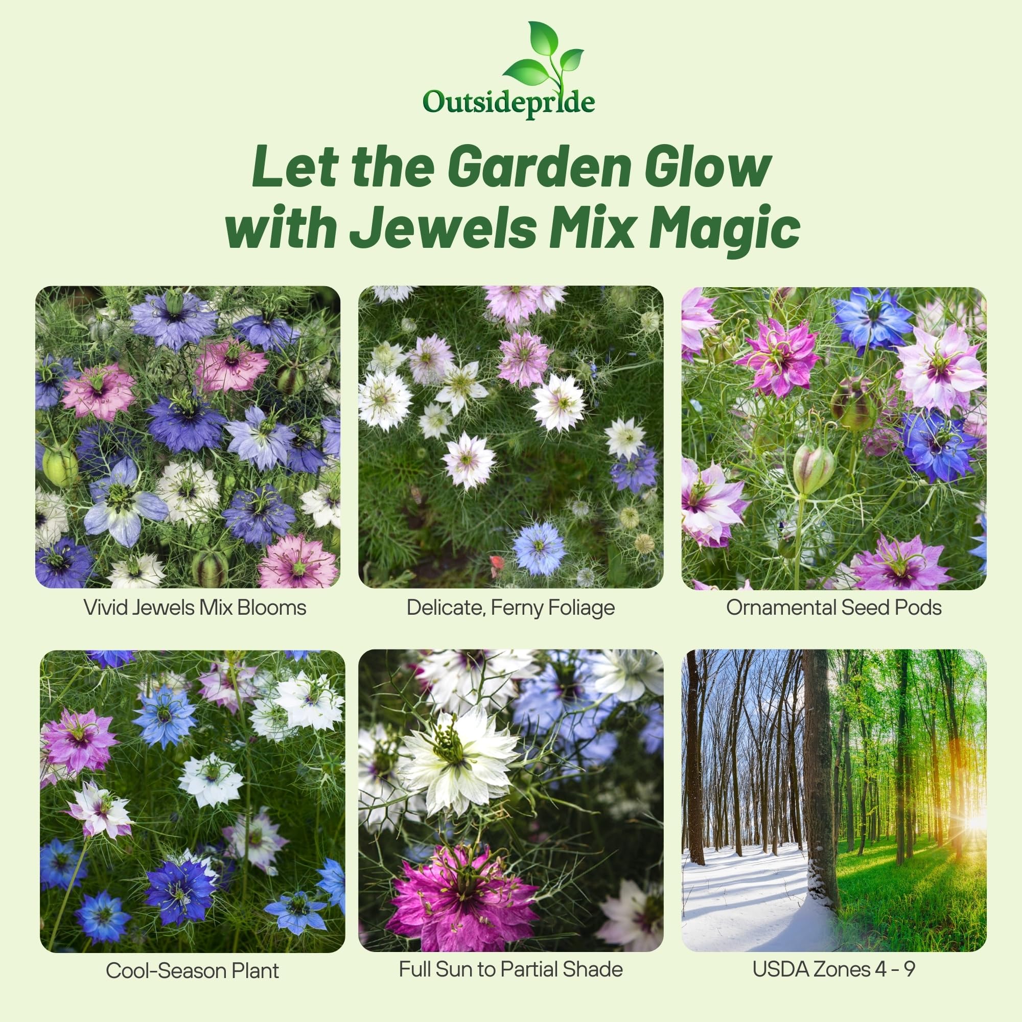 Outsidepride Jewels Mix Nigella seeds produce airy, fern-like foliage ideal for mixed borders.