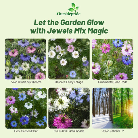 Outsidepride Jewels Mix Nigella seeds produce airy, fern-like foliage ideal for mixed borders.