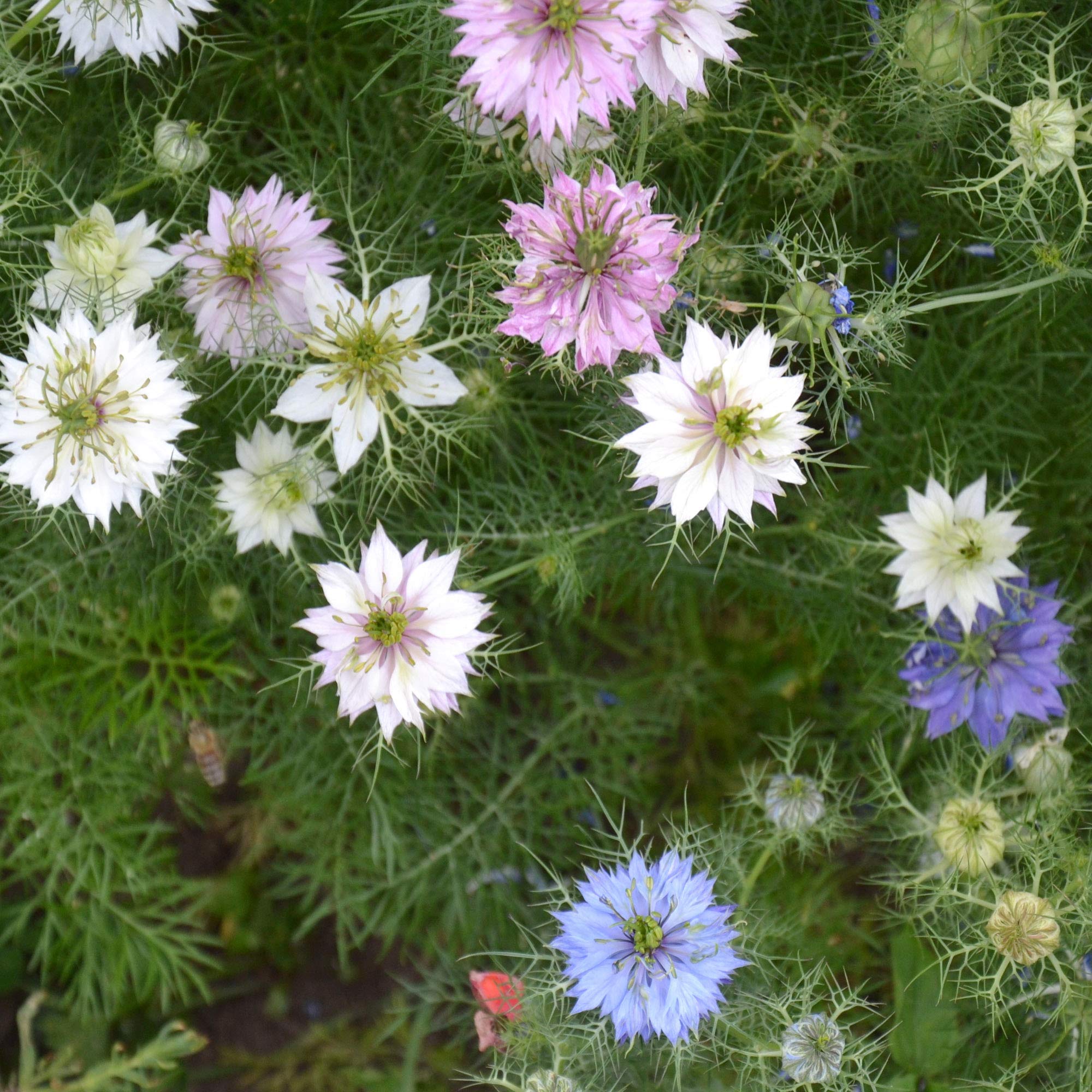 Outsidepride Jewels Mix Nigella seeds brighten small garden borders with color and texture.