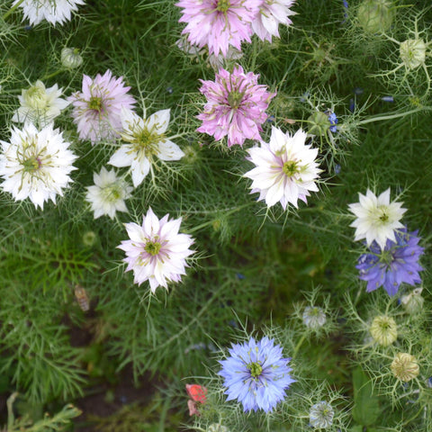 Outsidepride Jewels Mix Nigella seeds brighten small garden borders with color and texture.
