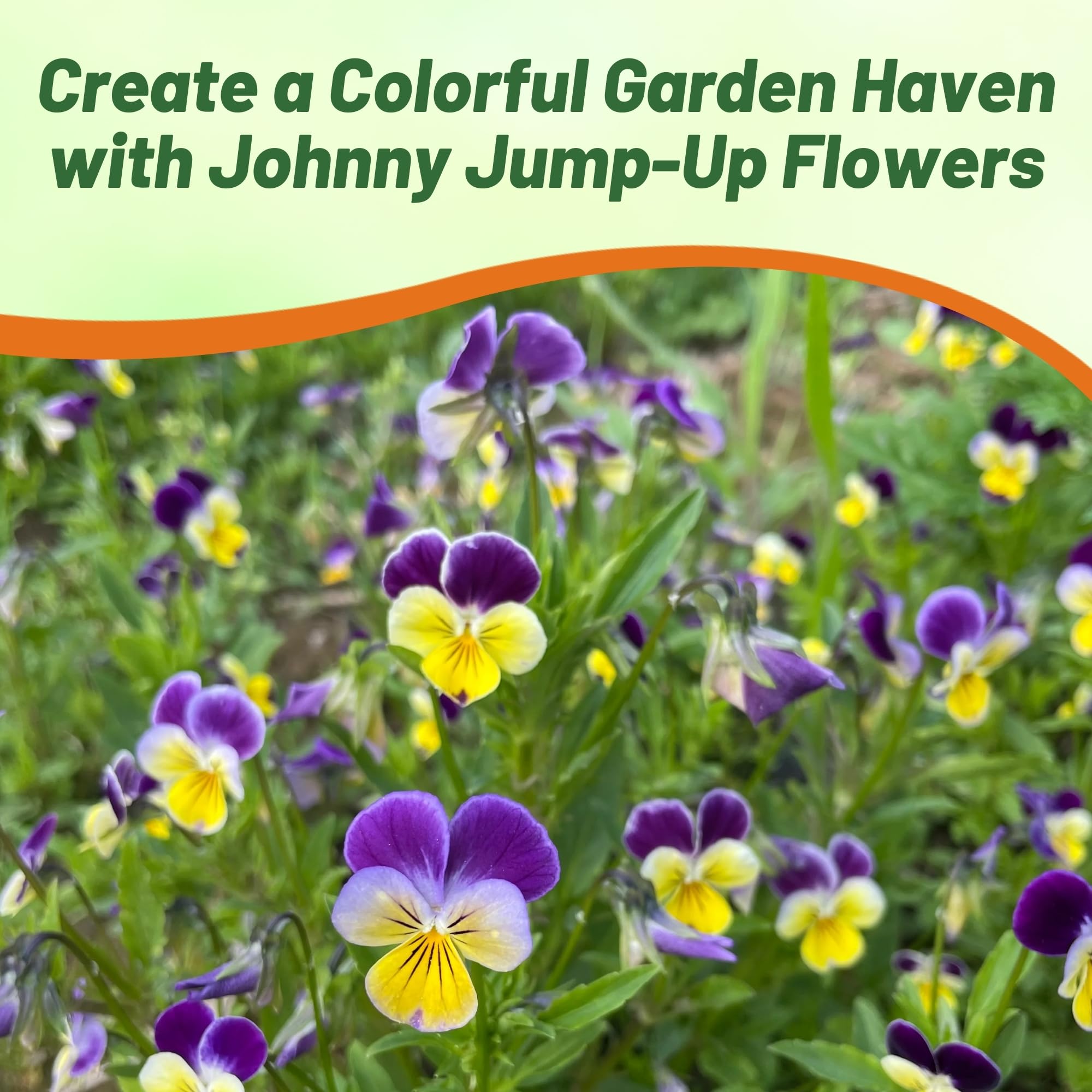 Outsidepride Johnny Jump Up thriving at borders for garden structure