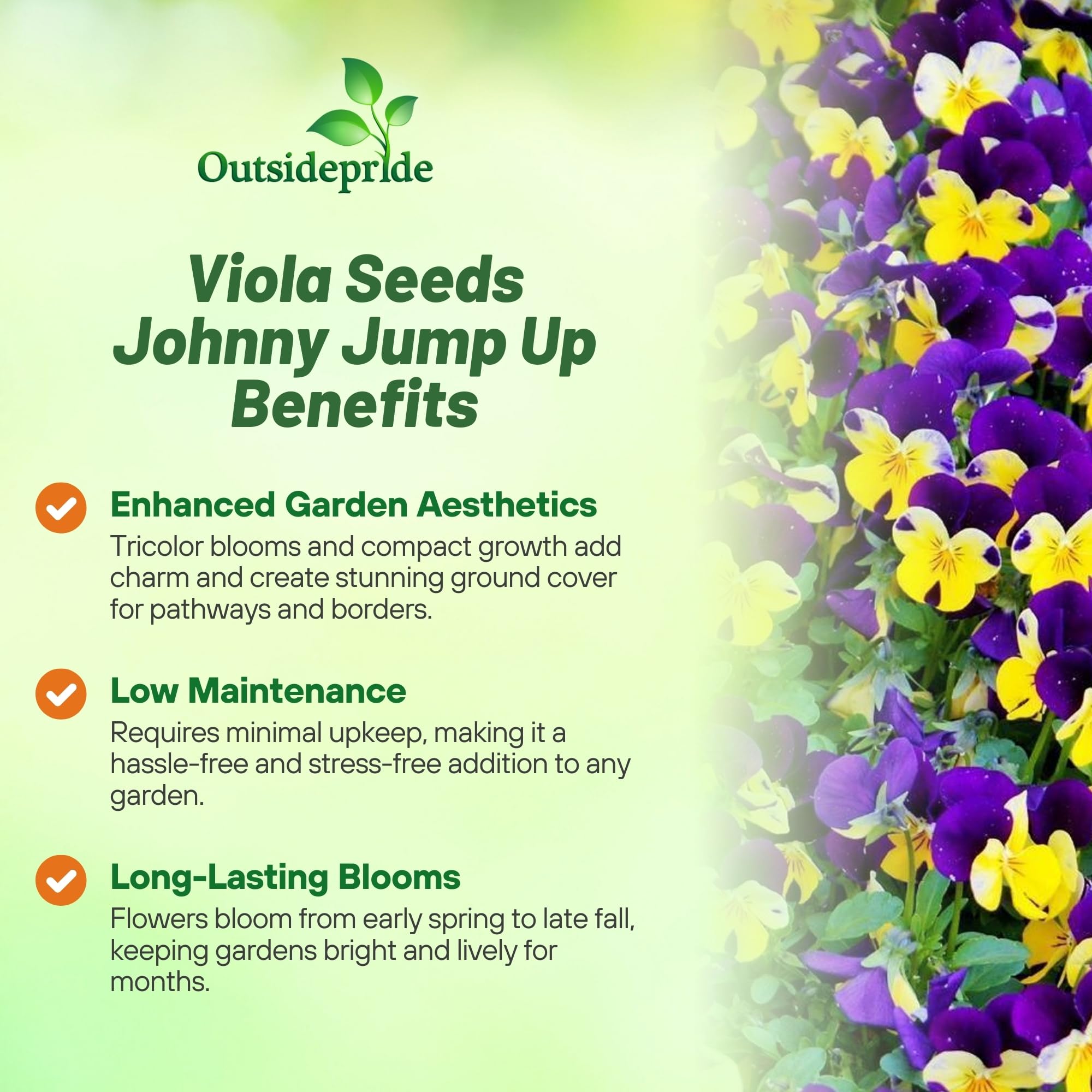 Outsidepride Johnny Jump Up blooms brighten garden with seasonal color