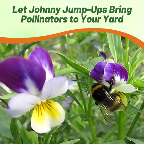 Outsidepride Johnny Jump Up performs well in sun to partial shade in mixed gardens.