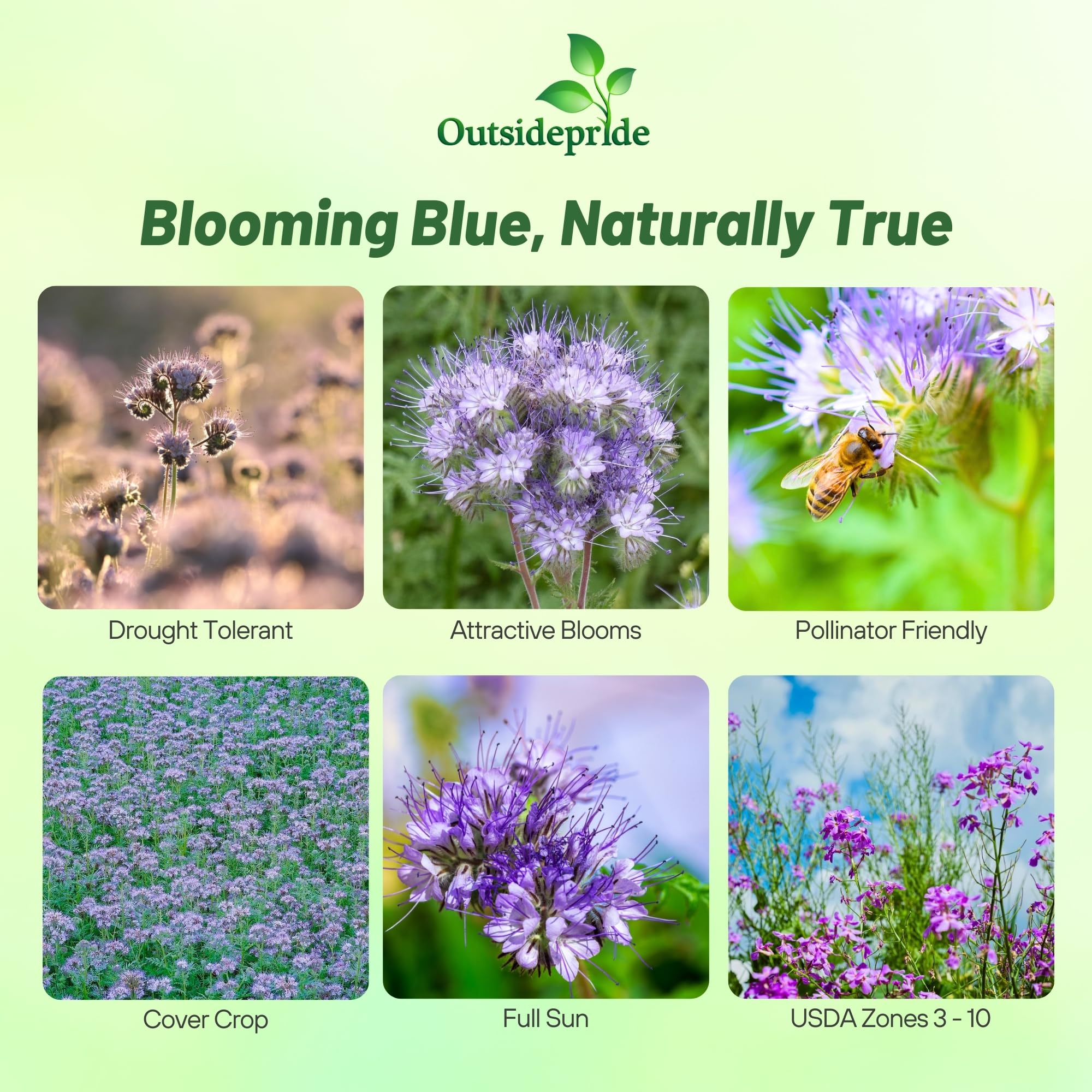 Outsidepride Lacy Phacelia light violet blooms attract bees and butterflies