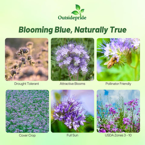 Outsidepride Lacy Phacelia light violet blooms attract bees and butterflies
