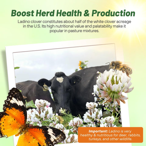 Outsidepride Ladino clover demonstrates drought tolerance for low-water grazing areas.