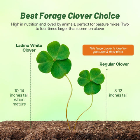 Outsidepride Ladino clover seedling germination showing early growth for soil building.