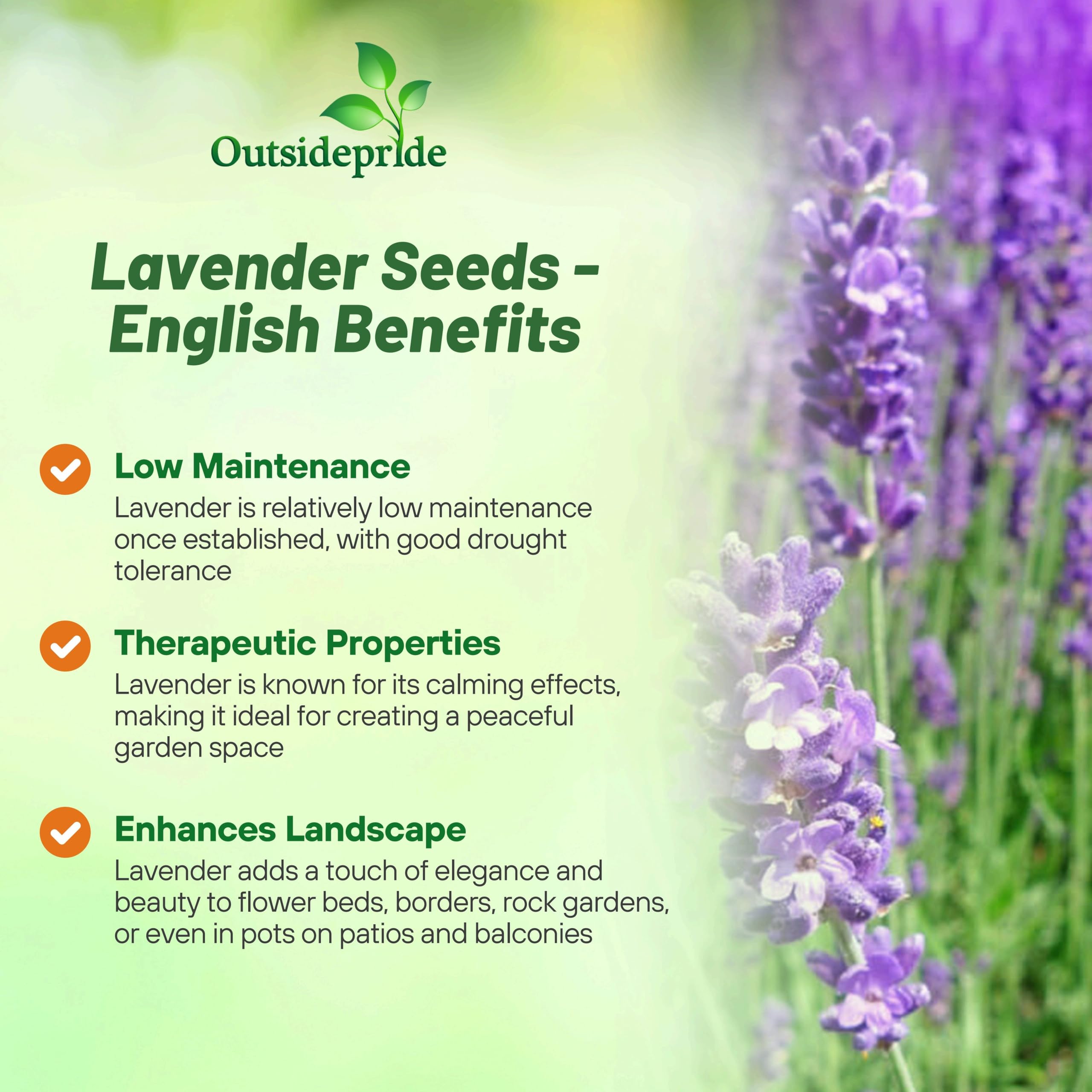 Outsidepride lavender blooms in a garden border.