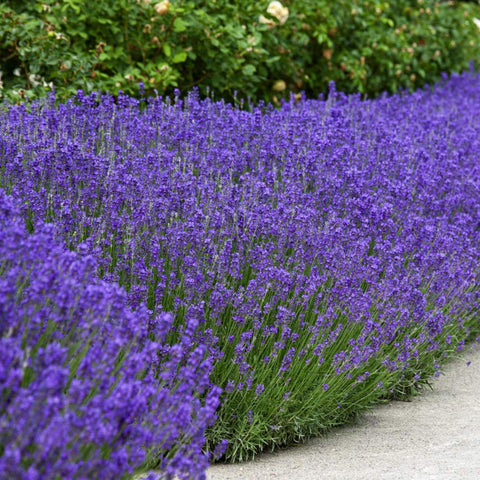 Outsidepride lavender growing in a container garden.