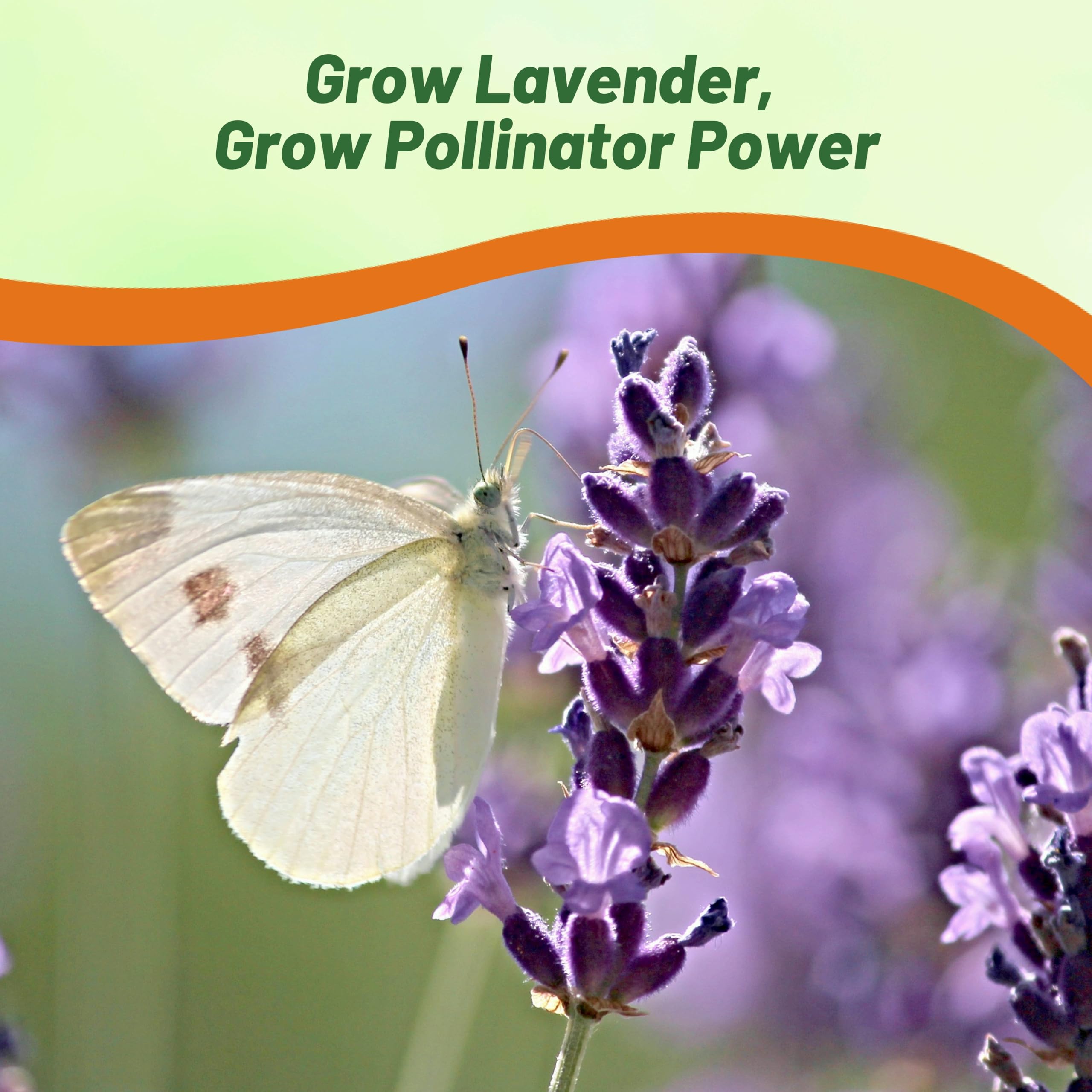 Outsidepride lavender as drought-tolerant, low-water garden option.