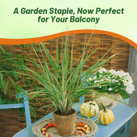 Outsidepride lemongrass seeds blue-green foliage in garden